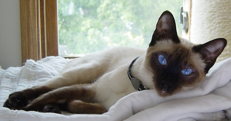 Cfa best sale siamese breeders