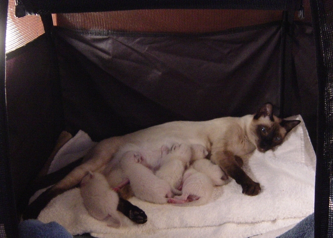 siamese kittens with mother